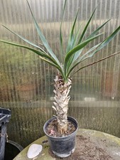 🌴Yucca gloriosa 50cm, Stamm