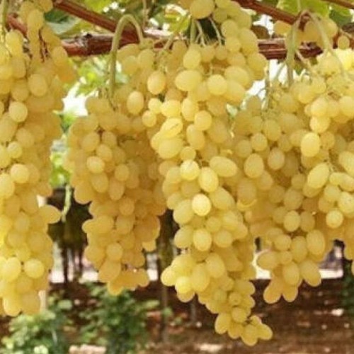 Jährige kernlose weinrebe - 2,