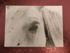 Pferdepostkarte Percheron AK Pferd PK Club Deutschland 