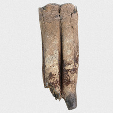 Fossil Wildpferd Backenzahn