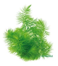 Ceratophyllum demersum - ,