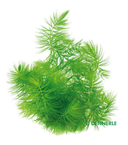 Ceratophyllum demersum - ,