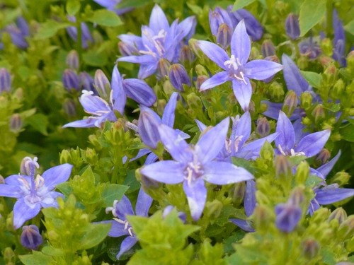 Staude polster glockenblume - staude,