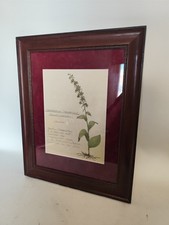 Bild Aquarell Breitblättriger Stendelwurz Herbarium Rothschönberg Botanik Blume