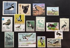 Sammlung Vögel Kiebitz