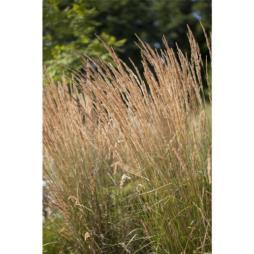 Calamagrostis acutiflora - calamagrostis,