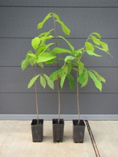 Asimina triloba - PawPaw- Indianerbanane - winterharte Pflanze 40-60cm Frucht