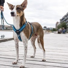 Hundegeschirr von DOG Copenhagen V2