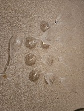 Sekt Champagner  Kristall Bleikristall Nachtmann "Fleurie"  H 21,5 cm, 8 Stück