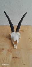 Gamsbock Trophäe, 111,53