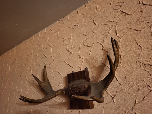 Hirschgeweih auf holzbrett - hirschgeweih,