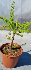 Lärche-Prebonsai