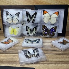 Echte Papilio Schmetterlings