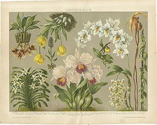 Orchideen Knabenkraut Schroederiana Vanille Knabenkraut Blüte Brockhaus 0208