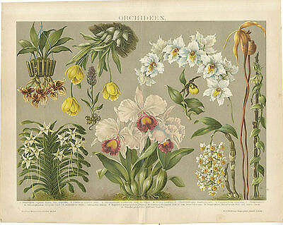 Orchideen knabenkraut - orchideen,