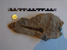 Youngibelus sp. mit Auster