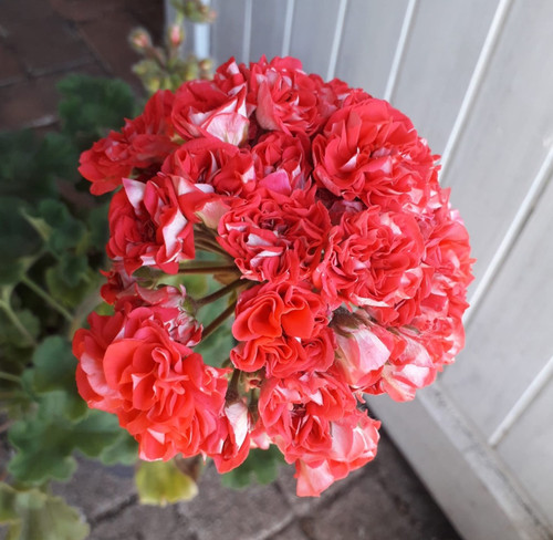 Pelargonie große jungpflanze - große,