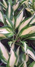 Funkie / Hosta Lakeside Little