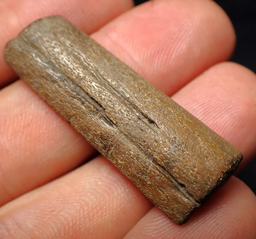 Fossiler ichthyosaurier - fossiler,
