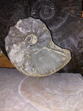 Ammonit,  Ceratit, 155  mm , Trias   ob  Muschelkalk;  Lamerden  an der Diemel 