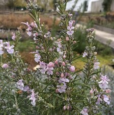 Rosmarin arp rosmarinus - rosmarin,
