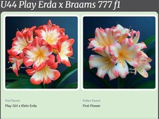 Clivia Hybrid/Cross Grown from