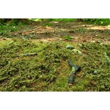 Waldbasis im Frühling -