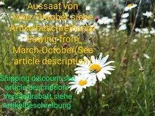 Wiesenmargerite, Leucanthemum vulgare, oxeye daisy, 1000 seeds, samen