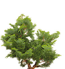 Chamaecyparis obtusa Nana Gracilis Muschelzypresse winterhart 15 - 20 cm