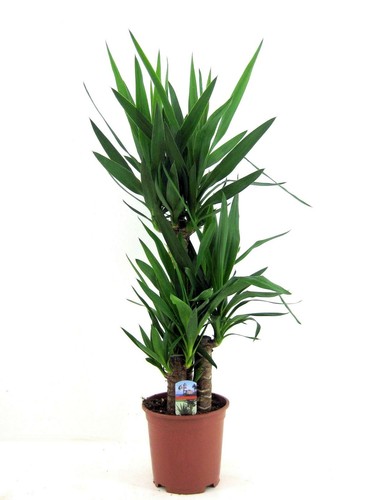 Yucca elephantipes - ,