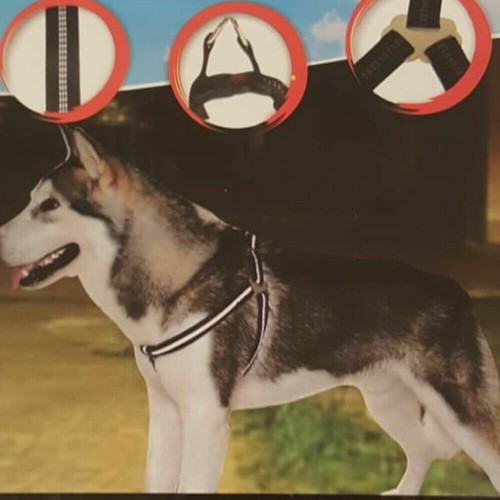 Sports hundegeschirr set no - hundegeschirr,