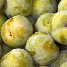 Pflaumen-Aprikose Flavor Queen