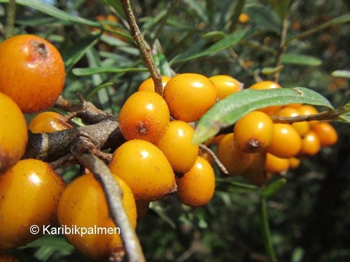 Hippophae friesdorfer orange - hippophae, 'friesdorfer