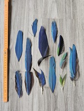 12 blau grün ??❤️? mit Makeln defekte Papageienfeder Ara Vogelfeder basteln 