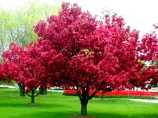 Paradies-Apfelbaum ROYALTY