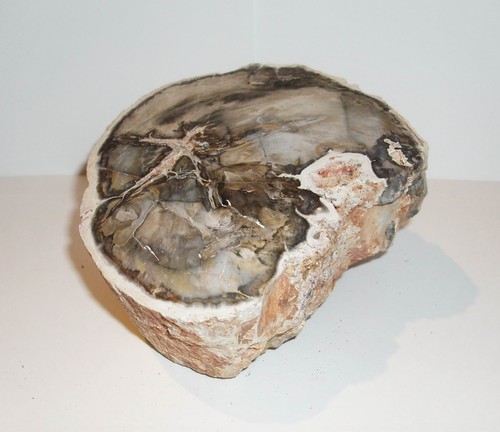 Fossilien fossiles holz - fossiles,