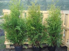 Thuja occidentalis 'Brabant', Lebensbaum, 175–200 cm