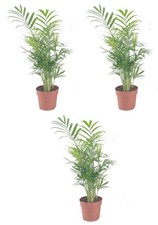 Bergpalme 3er Set 40cm