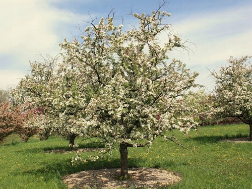 Zierapfel professor sprenger - zierapfel,