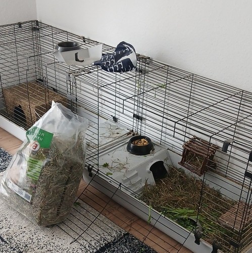 Meerschweinchen käfig aus - meerschweinchen,