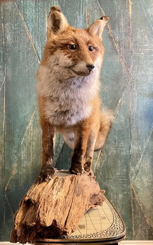Fuchs raubtier rotfuchs deko - fuchs,