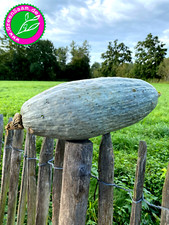 Kürbissamen 🎃️ BLUE BANANA KÜRBIS  🍌 5+ Samen dunkelblau lecker