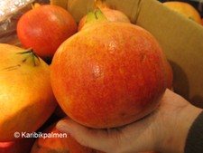 Punica granatum 'Wonderful'- Riesen-Granatapfel - Pflanze 30-50cm -12° Frost