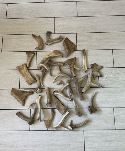 Hundeknochen abwurfstangen - hundeknochen,