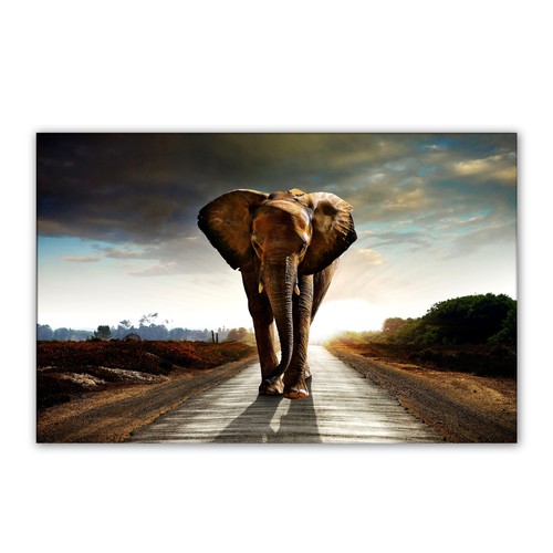 Elefant wandbild braun - elefant,