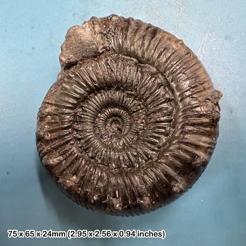 Fossiler ammonit peronoceras - ammonit,