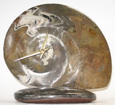 Versteinerter Ammonit mit