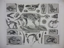 Orig. Stahlstich: Fossilien