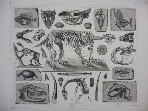 Orig stahlstich fossilien - orig., stahlstich: