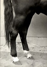 Foto Pferd, Tier, Pferdeschweif, Pferdehufe - 11143511